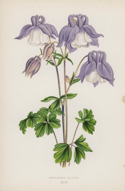 Aquilegia Alpina von English School