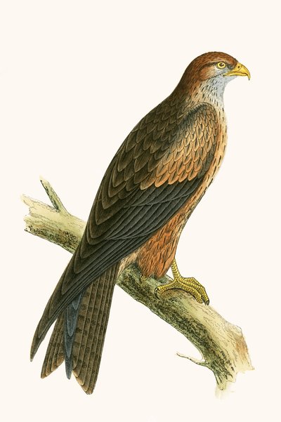 Arabischer Drachen, Illustration aus 