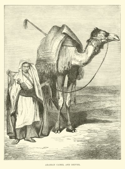 Arabisches Kamel und Treiber von English School