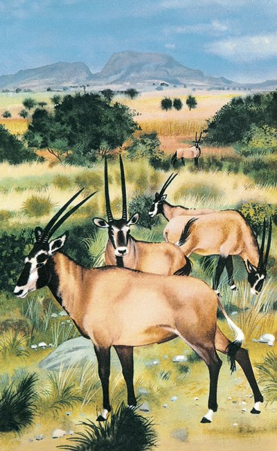 Arabische Oryx von English School