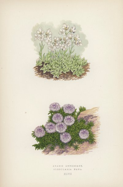 Arabis Androsace; Globularia Nana von English School