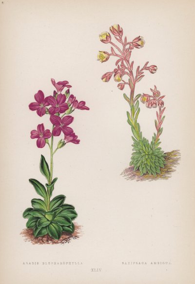 Arabis Blepharophylla; Saxifraga Ambigua von English School