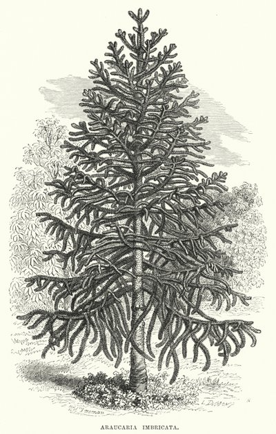 Araucaria Imbricata von English School