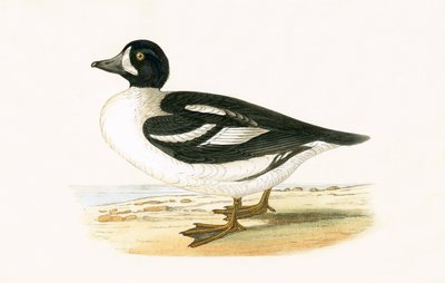 Arktischer Garrot, Illustration aus 