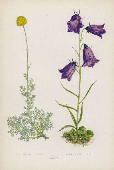 Artemisia Alpina; Campanula Hostii von English School
