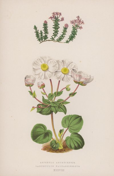 Asperula Arcadiensis; Ranunculus Parnassifolius von English School