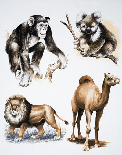 Verschiedene Tiere von English School