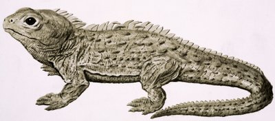 Zuhause in der Wildnis: Land der lebenden Fossilien von English School