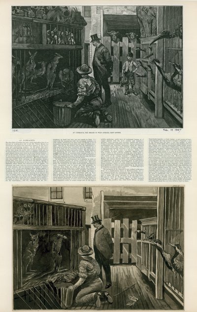 Bei Jambachs, dem Händler für wilde Tiere, Ost-London von English School