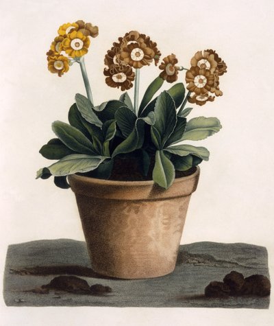 Aurikel in einem Topf, ca. 1840er Jahre von English School