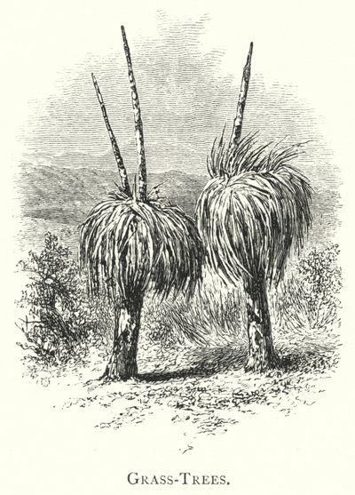 Australien: Grasbäume (Gravur) von English School