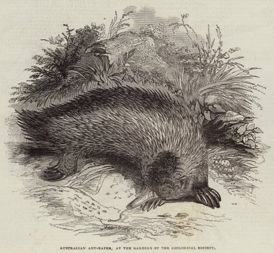 Australischer Ameisenbär in den Gärten der Zoologischen Gesellschaft (Gravur) von English School