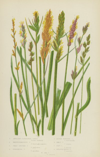 Achselbüschel-Segge, Boenninghausens Segge, Große Rispen-Segge, Paradoxe Segge von English School