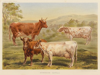 Ayrshire-Rinder von English School