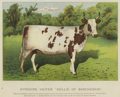 Ayrshire Färse "Nellie of Barcheskie" (Farblithografie) von English School
