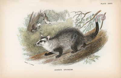 Azaras Opossum von English School