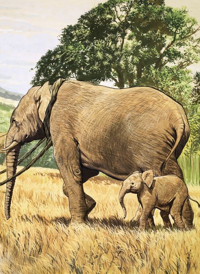 Baby-Elefant und Mutter von English School