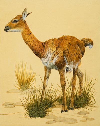 Baby-Lama von English School