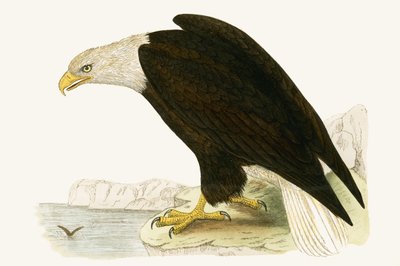 Weißkopfseeadler, Illustration aus 