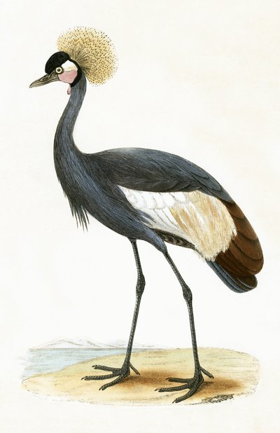 Balearenkranich, Illustration aus 