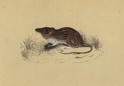 Barbarische Maus von English School
