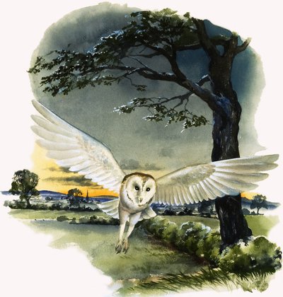 Schleiereule im Flug, Illustration aus 