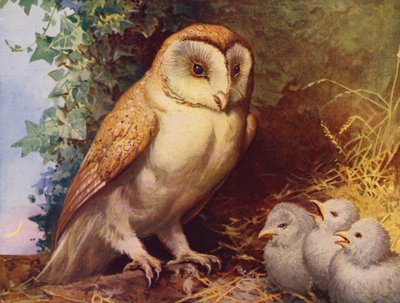 Schleiereule und Küken (Farblithografie) von English School