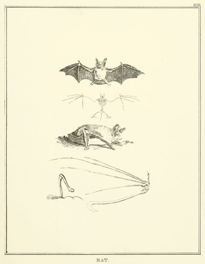 Fledermaus (Stich) von English School
