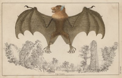 Fledermaus mit offenen Flügeln von English School