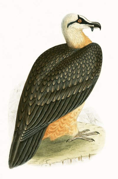 Bartgeier, Illustration aus 