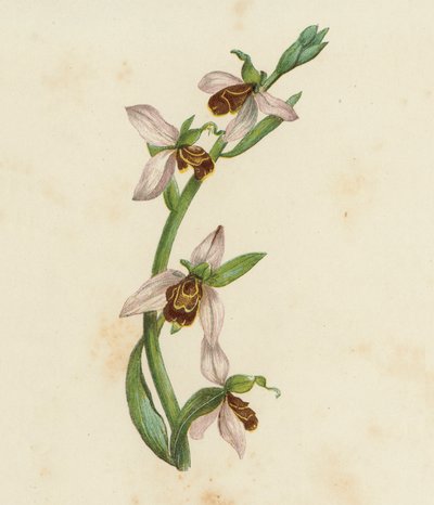 Bienen-Ragwurz, Ophrys Apifera von English School