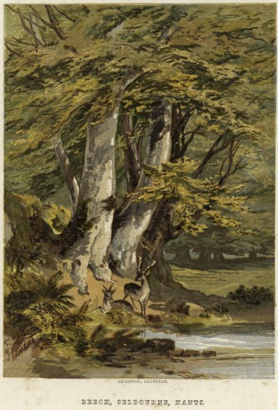 Buchen bei Selborne, Hampshire von English School