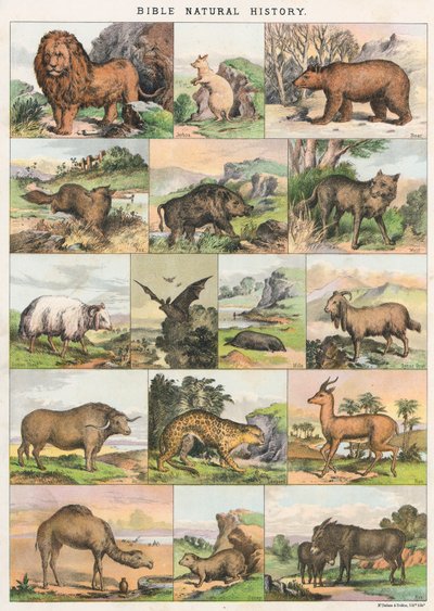 Bibel Naturgeschichte von English School