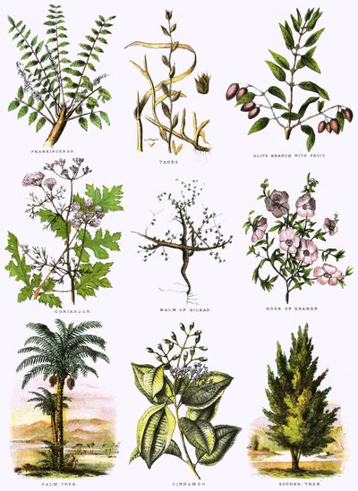 Biblische Naturgeschichte von English School