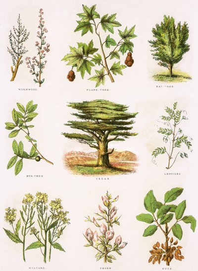 Biblische Naturgeschichte von English School