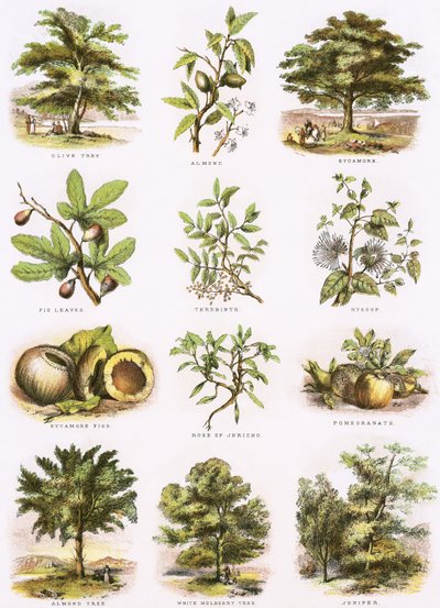 Biblische Naturgeschichte von English School