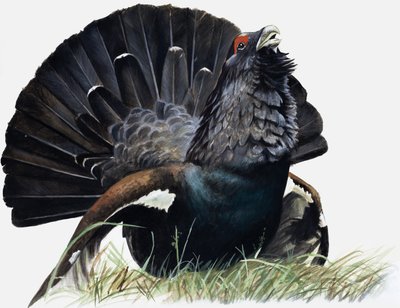 Vogel von English School