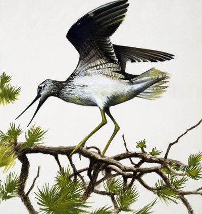 Vogel von English School