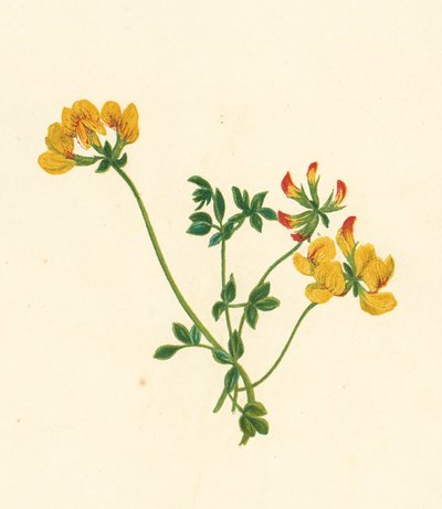 Gewöhnlicher Hornklee, Lotus Corniculatus von English School