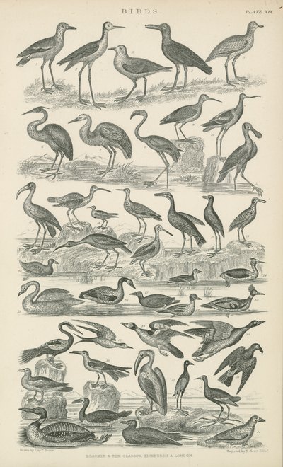 Vögel (Stich) von English School