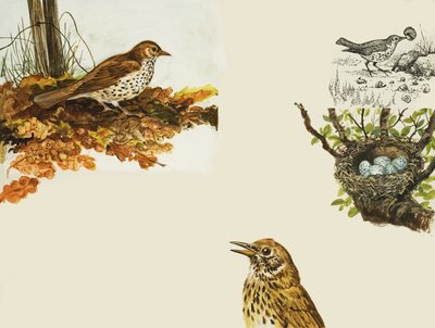 Vögel und Vogelnest von English School