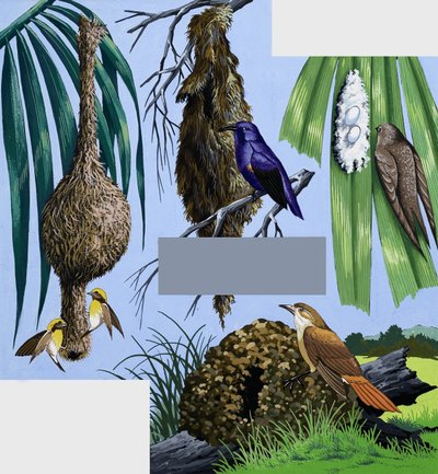 Vögel und ihre Nester Montage von English School