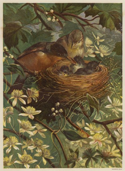 Vögel füttern ihre Jungen in einem Nest von English School