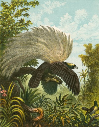 Paradiesvögel von English School