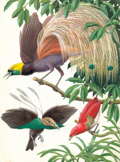 Paradiesvögel von English School