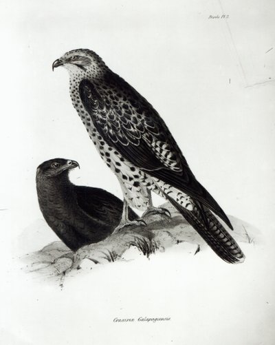 Raubvögel, Tafel 2 aus 