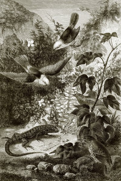 Vögel, Reptilien und Vegetation von English School