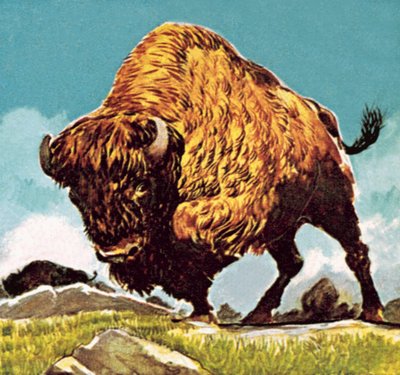 Bison von English School