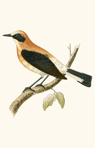 Schwarzohrensteinschmätzer, Illustration aus 