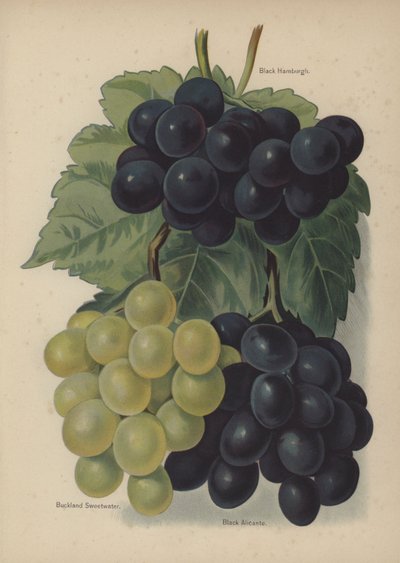 Black Hamburgh, Buckland Sweetwater, Black Alicante von English School